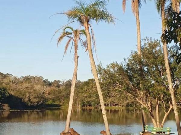 Palmeiras à beira do lago, refletidas na água parada