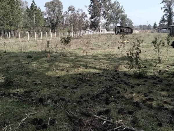 Foto 4 de 8 — PARQUE ELDORADO, Área, Parque Eldorado