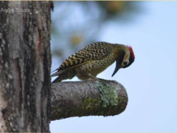 Pica-pau pousado em um tronco, de bico voltado para a casca
