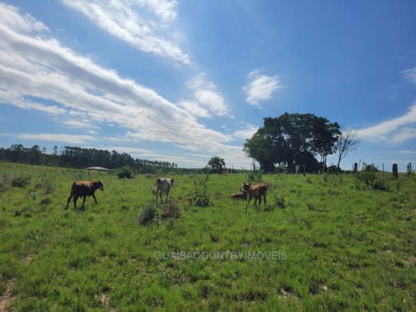 Foto 4 de 27 — ELDORDO DO SUL, Sítio / chácara, Eldorado do Sul