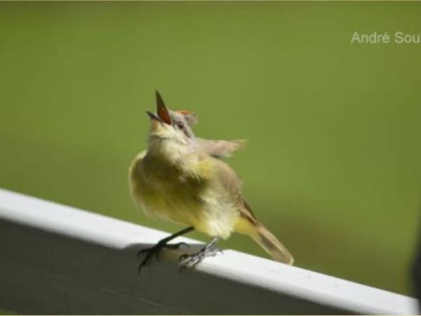 Ave de peito amarelo cantando, pousada em um corrimão
