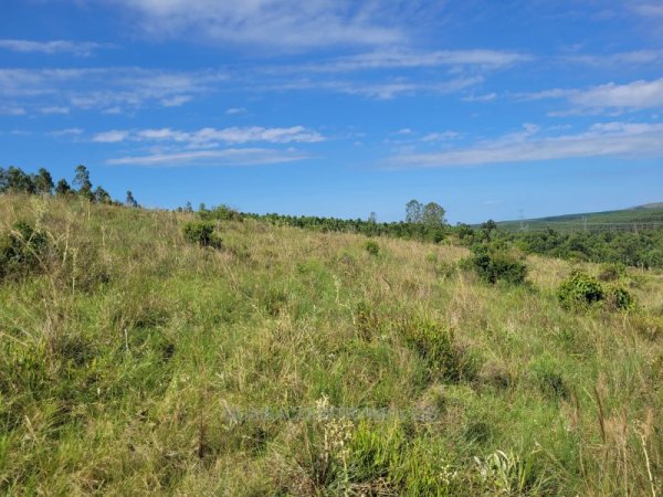 Foto 2 de 27 — ELDORDO DO SUL, Sítio / chácara, Eldorado do Sul