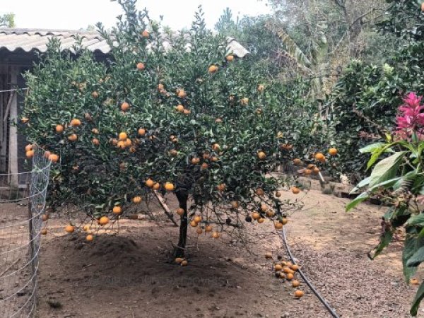 Foto 3 de 12 — PARQUE ELDORADO, Sítio / chácara, Parque Eldorado