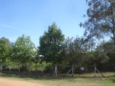 GUAIBA COUNTRY